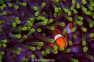 False Clownfish and anemone "Splendid Host" Wakatobi, Ind... by Beth Watson 